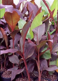 Canna musifolia 'Red'